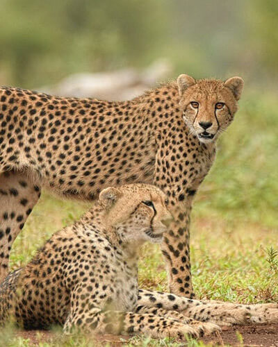 Hoedspruit Endangered Species Centre